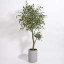 CG Hunter Faux Ficus Tree, Premium Artificial Indoor Plant Stands 6.5’ Tall, Lifelike-Leaves and Hand Painted Trunk Create Realistic Faux-Ficus Tre...