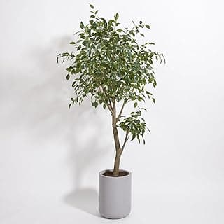 CG Hunter Faux Ficus Tree, Premium Artificial Indoor Plant Stands 6.5’ Tall, Lifelike-Leaves and Hand Painted Trunk Create Realistic Faux-Ficus Tre...