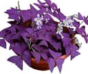 12PCS Purple Shamrocks Bulbs Good Luck Plant Purple Oxalis Bulbs for Planting Grows Indoor or Outdoor Oxalis Triangularis Bulb The Novice