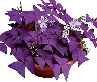 12PCS Purple Shamrocks Bulbs Good Luck Plant Purple Oxalis Bulbs for Planting Grows Indoor or Outdoor Oxalis Triangularis Bulb The Novice