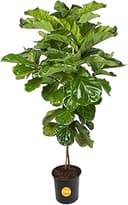 Costa Farms Fiddle Leaf Fig Tree Live Plant in Plastic Pot, Large Indoor Houseplant, Perfect for Home, Room, or Office Decor, Great House Warming o...
