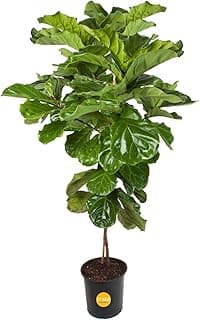 Costa Farms Fiddle Leaf Fig Tree Live Plant in Plastic Pot, Large Indoor Houseplant, Perfect for Home, Room, or Office Decor, Great House Warming o...