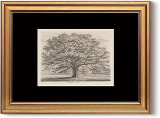 InSimSea Vintage Gold Framed Canvas Wall Art Tree of Life Retro Majestic Oak Tree Wall Decor Farmhouse Botanical Prints Sketch Artwork Coquette Dec...