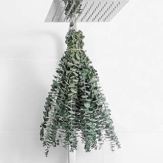10 Pcs Dried Eucalyptus Stems 17" Real Eucalyptus for Shower Hanging 100% Made from Fresh Leaves, Wedding, Home, Farmhouse, DIY Spring Decor Bathro...