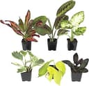 Easy to Grow Live Houseplants (6 Pack), Deluxe Collection of Assorted Air Purifying Indoor Plants, Peperomia, Spider Plants, No Duplicates, Pothos, Easy Plant Care, 2 in Pots, Begonia, Croton