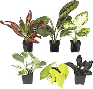 Easy to Grow Live Houseplants (6 Pack), Deluxe Collection of Assorted Air Purifying Indoor Plants, Peperomia, Spider Plants, No Duplicates, Pothos,...